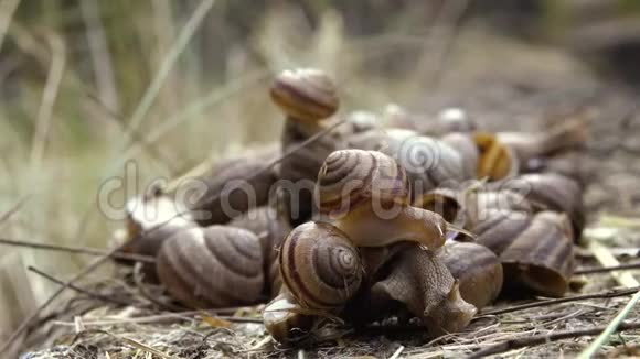 许多蜗牛都关门了视频的预览图