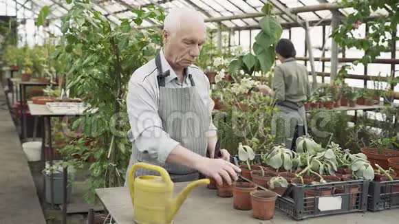 老年男性农民在温室里种植新植物园艺农业和农业的概念视频的预览图