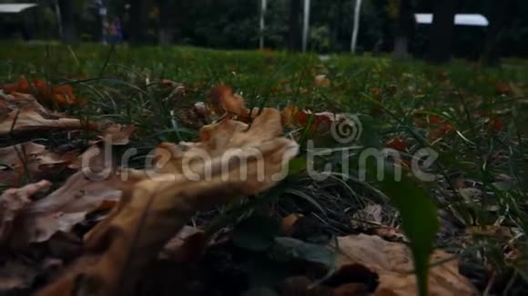 干燥的叶子躺在草地上视频的预览图