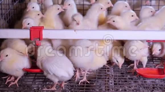 小鸡们在移动家禽养殖场视频的预览图