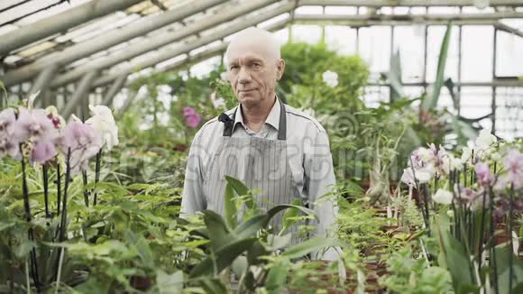 老人微笑的男农在温室里伸出大拇指园艺农业和农业的概念视频的预览图