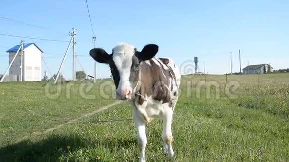 小牛吃草视频的预览图