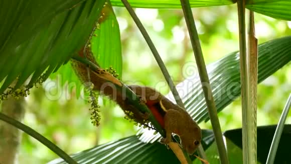 松鼠以棕榈树为食视频的预览图
