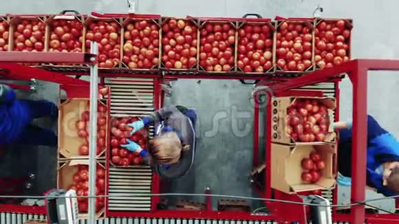 工厂输送机及工业生产设施包装设备妇女包装和称重西红柿的俯视图视频的预览图
