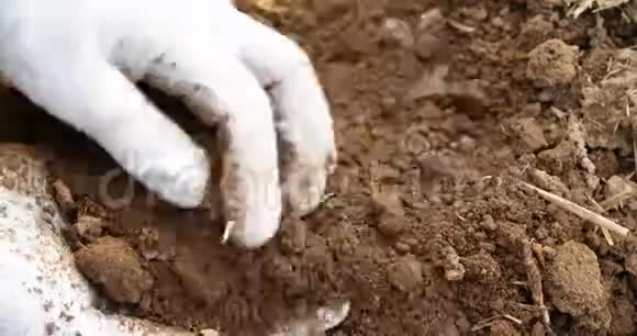 农民在手里检查土壤视频的预览图