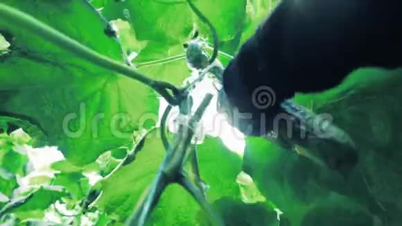 成熟的黄瓜正从灌木丛中被切断视频的预览图