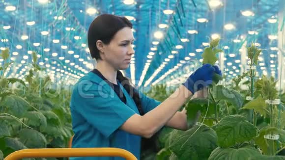 一位绿色环保的女员工正在绑黄瓜视频的预览图
