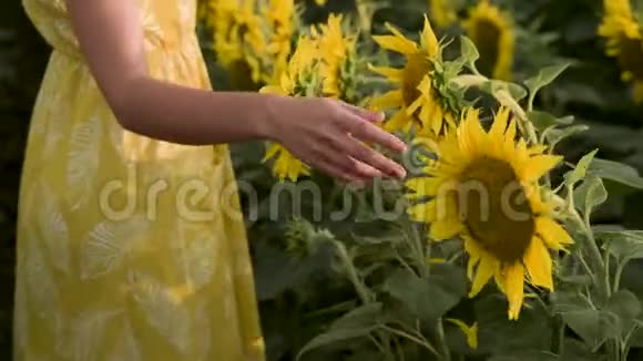 一个年轻的女孩在一片盛开的向日葵的田野上走着视频的预览图