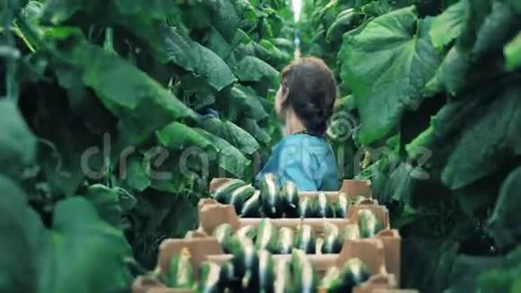 温室里的女士正在穿过一排排的黄瓜植物视频的预览图