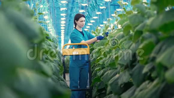 女工正在种黄瓜叶视频的预览图