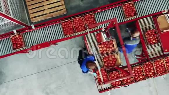 女员工正在从最上面的视图中分拣番茄盒工业包装设备工厂设施视频的预览图