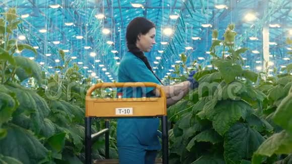 捆扎温室工人拿的黄瓜视频的预览图