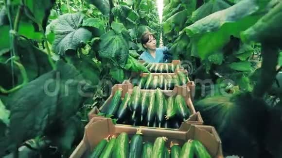 女玻璃屋工人正在收集成熟的黄瓜视频的预览图