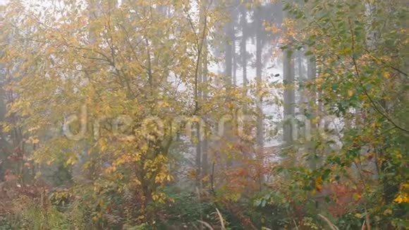 雾中城市公园里的树视频的预览图