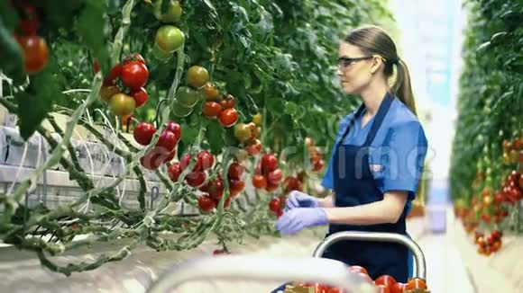 农业产业农民在温室里温室的工人从树枝上收集红番茄视频的预览图
