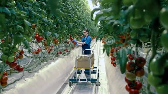 一名工人从植物中收集西红柿农业产业农民在温室里视频的预览图