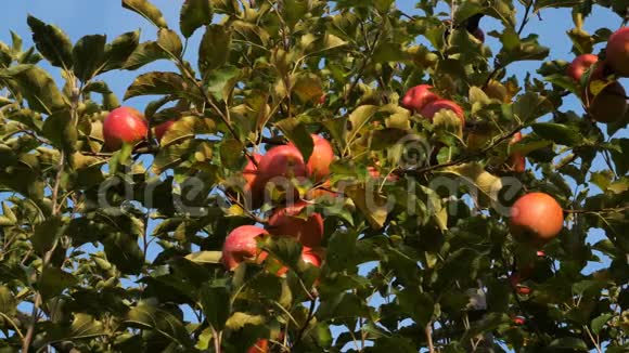 法国的果园苹果树视频的预览图