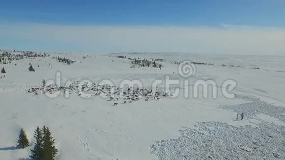 鸟瞰成群的驯鹿它们在冻土带的雪地上奔跑视频的预览图