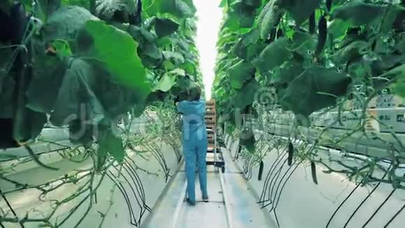 一个女人在温室里工作收集黄瓜视频的预览图