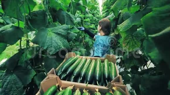 农业农耕粮食生产理念女人在温室里收集黄瓜视频的预览图