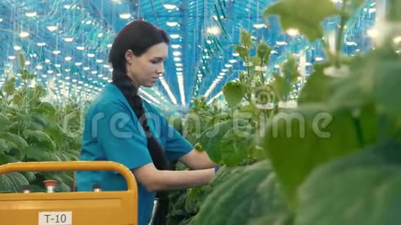 女人在温室里工作检查黄瓜视频的预览图