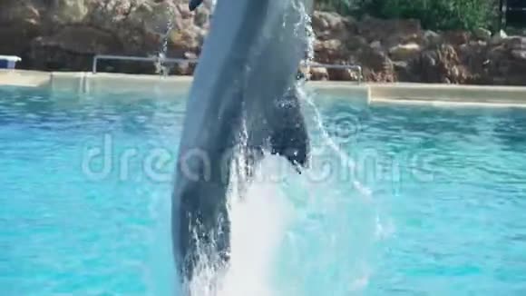 海豚跳跃视频的预览图