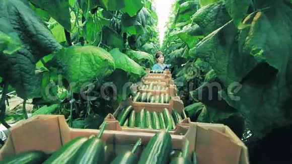 温室工人收集成熟的黄瓜视频的预览图