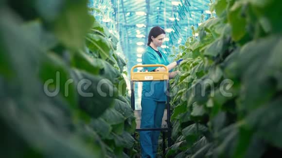 一个人用黄瓜在温室里工作视频的预览图