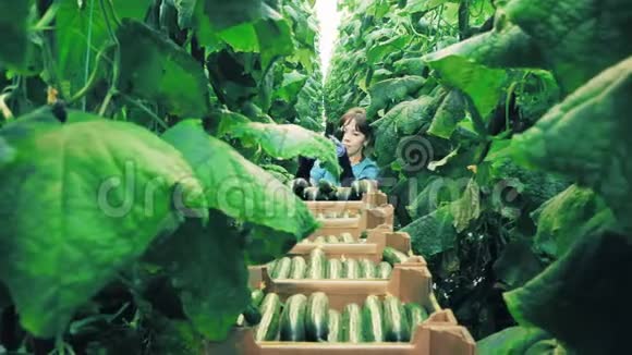 女工人从植物中摘黄瓜视频的预览图