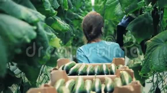 一个园丁在温室里散步收集黄瓜视频的预览图
