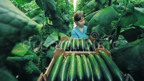 园丁在温室里收集黄瓜农业概念视频的预览图