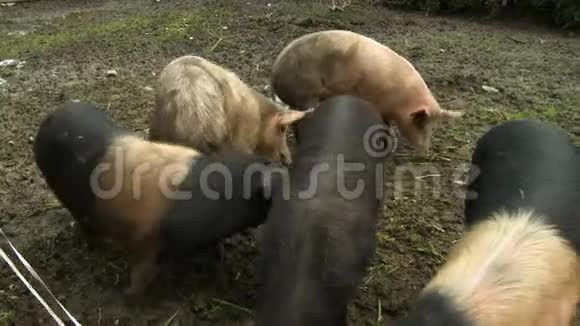 泥猪造型中的猪视频的预览图