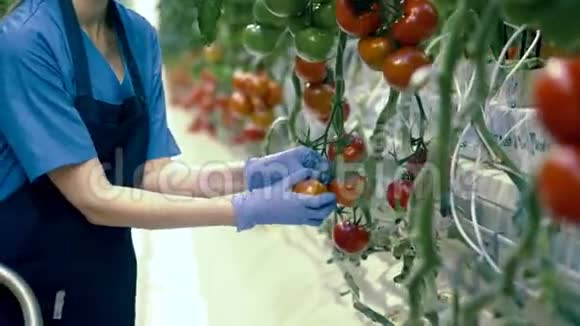 专业的园丁在温室里工作收集西红柿农业产业农民在温室里视频的预览图
