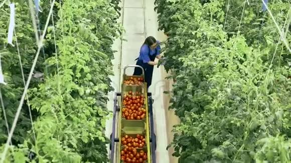 园丁把西红柿从树枝上收集到手推车里工业蔬菜种植集聚鲜活作物视频的预览图