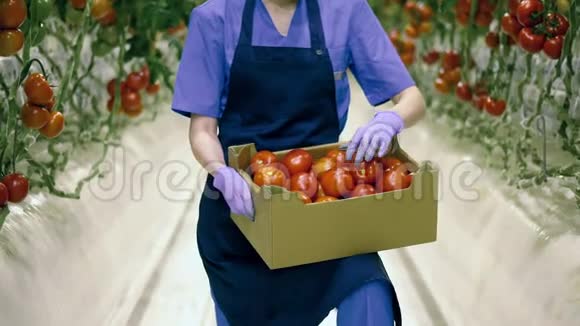 人在一个盒子里检查红色西红柿新鲜健康的有机蔬菜视频的预览图