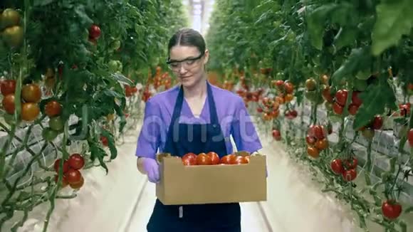 一个工人走在温室里拿着一个装满成熟番茄的盒子工业蔬菜种植生鲜聚集视频的预览图