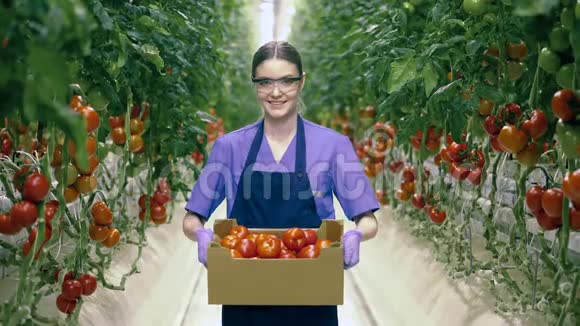 玻璃屋工作人员一边微笑一边拿着一个装满红色西红柿的盒子新鲜健康的有机蔬菜视频的预览图