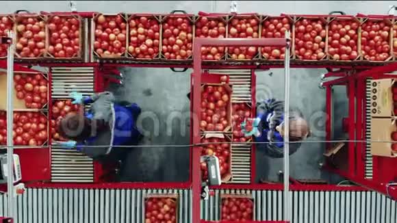 女工人在顶部快速分拣西红柿视频的预览图