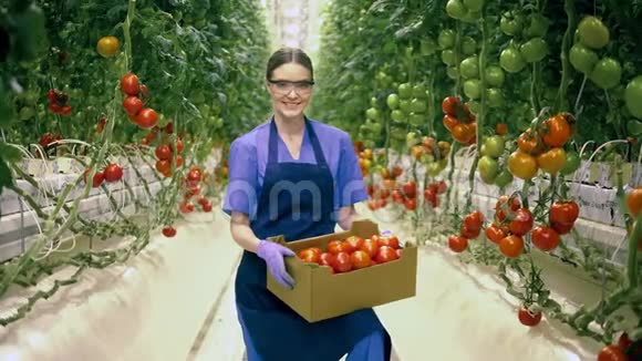 女园丁微笑着拿着一个西红柿的盒子农业产业农民在温室里视频的预览图