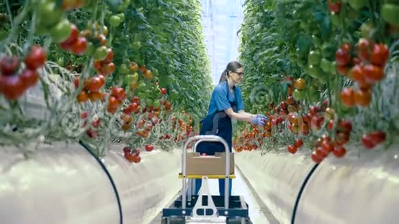 女园丁收集红色西红柿新鲜健康的有机蔬菜工业蔬菜种植集聚视频的预览图