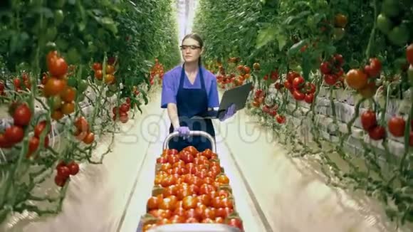 新鲜健康的有机蔬菜一位妇女一边用笔记本电脑检查西红柿视频的预览图