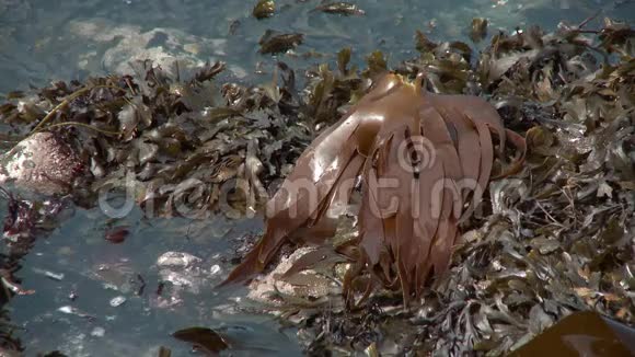 棕色海带在马希地区视频的预览图