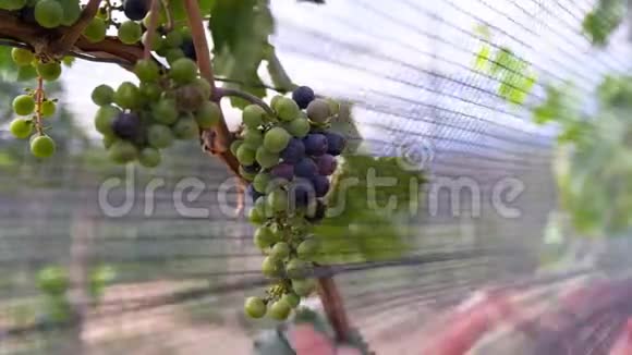 亚美尼亚葡萄收获视频的预览图
