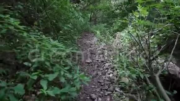 在森林的小路上轻松地散步视频的预览图