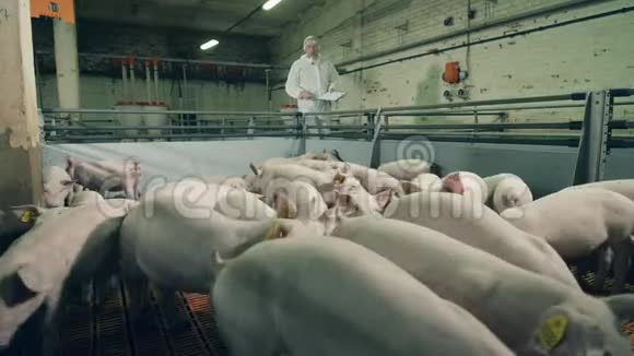 兽医在养猪场工作农业产业理念农夫正看着猪舍里的小猪视频的预览图