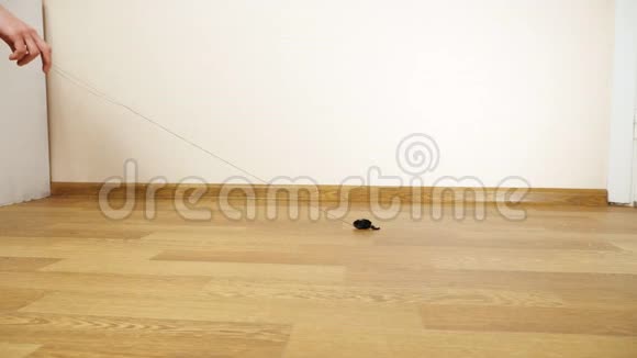 成年灰猫在绳子上玩玩具老鼠一个人手拉绳子视频的预览图