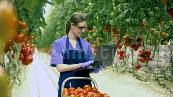 一个女人在温室里检查西红柿时用笔记本电脑工作工业蔬菜种植生鲜聚集视频的预览图