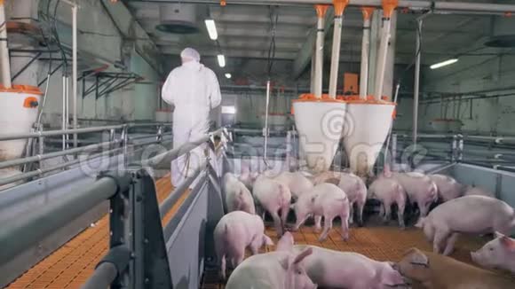 养猪场的兽医农场工人正从猪场走开视频的预览图
