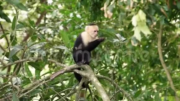 哥斯达黎加的卡普钦猴子视频的预览图
