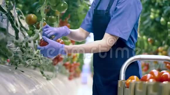 一个人在温室里收集成熟的西红柿产业培育集聚鲜活作物视频的预览图